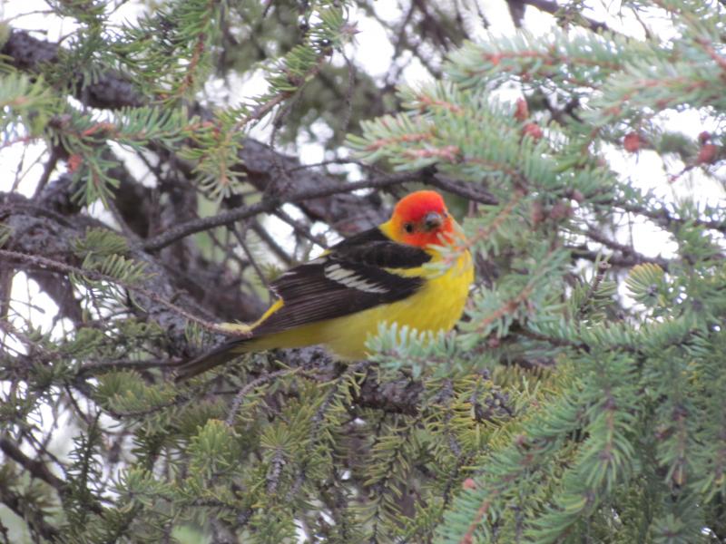 western tanager, Saco, Maine, birds, birders, birding, Boothbay Register, Jeff Wells